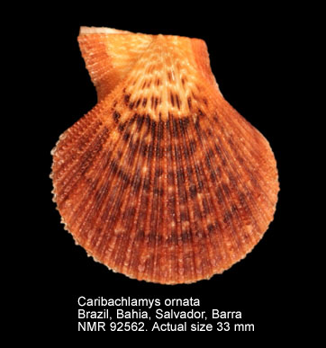 Caribachlamys ornata (11).jpg - Caribachlamys ornata(Lamarck,1819)